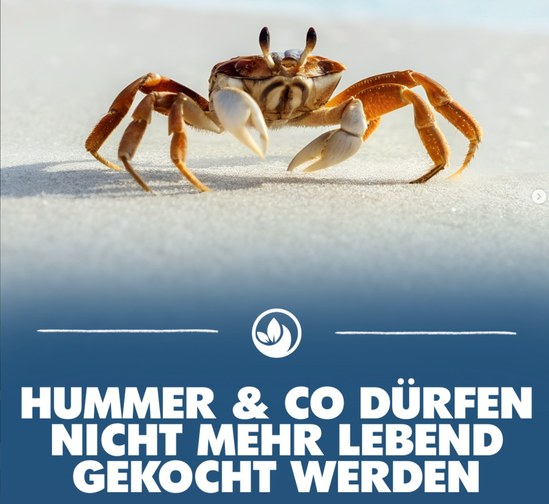 Hummer lebendig kochen: Warum immer mehr Länder es verbieten