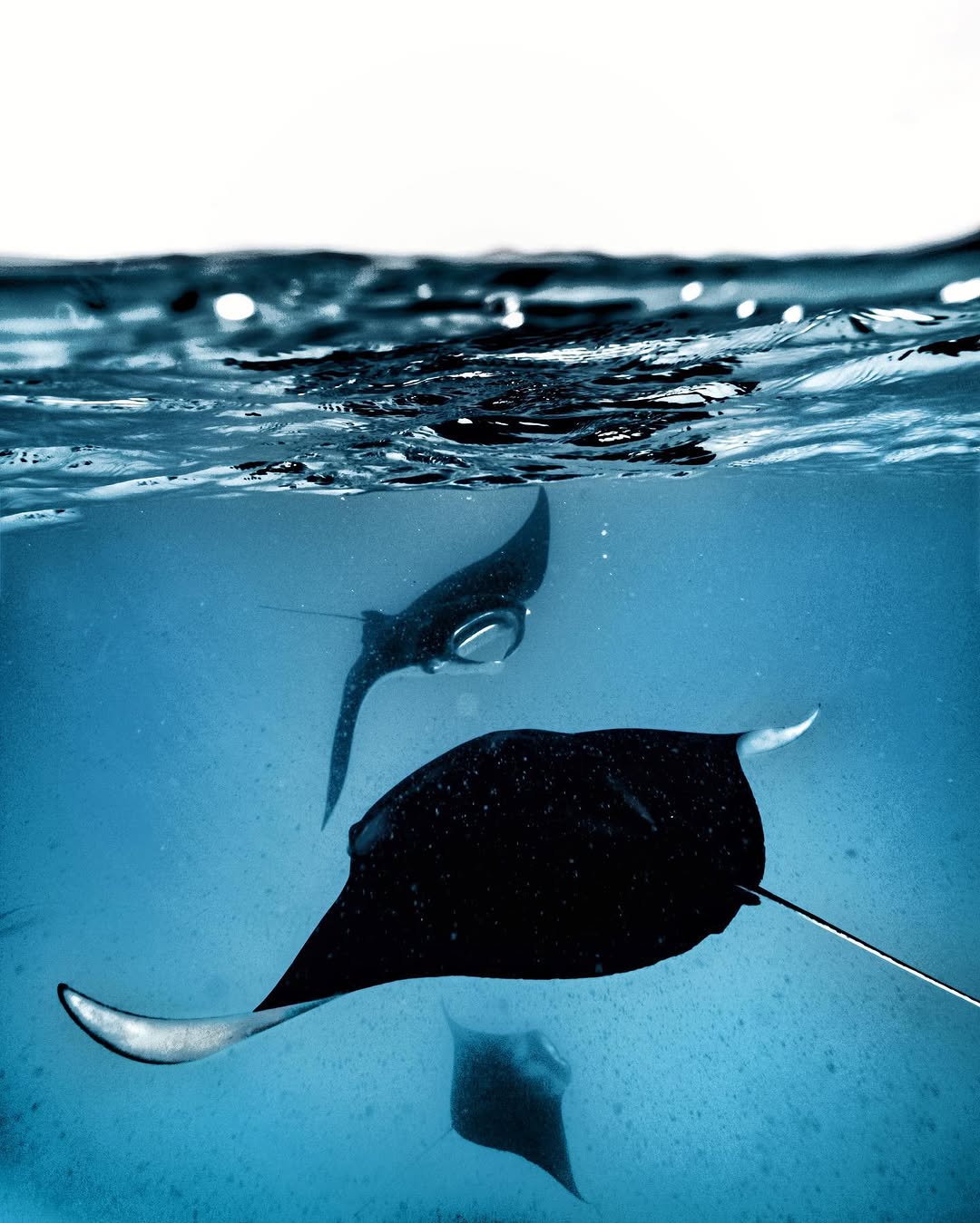 Mantarochen: Die sanften Giganten des Ozeans – und warum wir