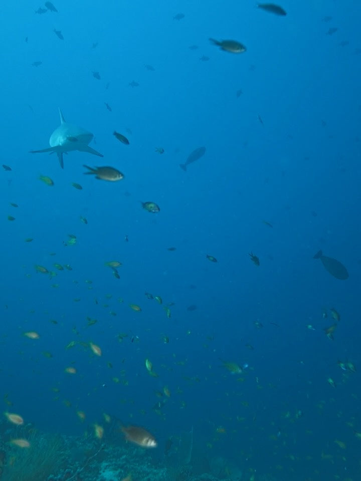 Hummer lebendig kochen: Warum immer mehr Länder es verbieten
