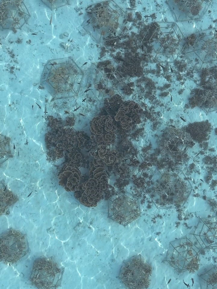 Earth Day 2026: 6 Wege, wie du heute den Ozean schützen kann