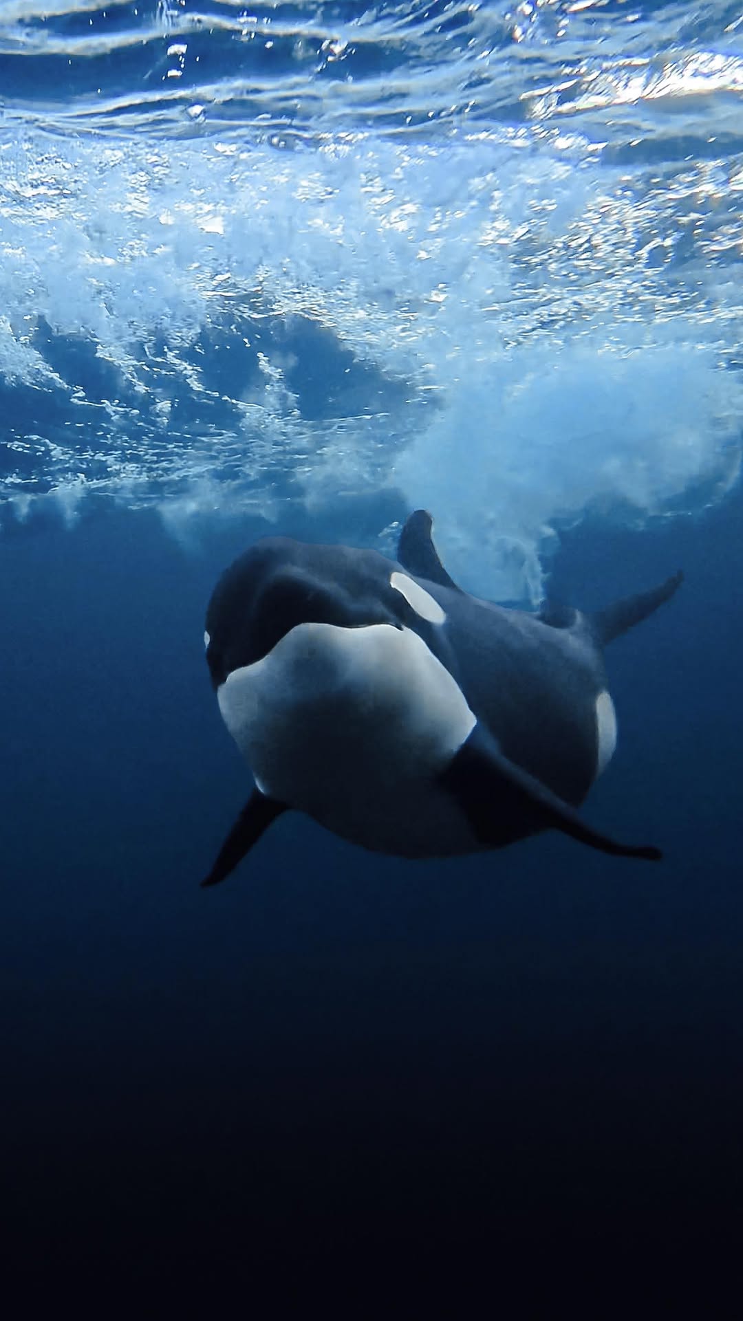 Orcas: Warum die faszinierendsten Jäger der Meere unsere Hilfe brauchen