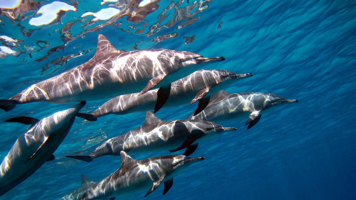 Oceanmaître product image
