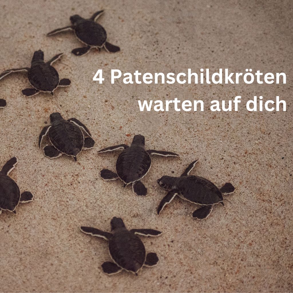 Sieraden Adventskalender - "Turtle's Nest" - Roestvrij staal/Messing